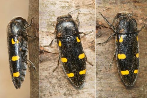 Réf. 230 477 : Ptosima undecimmaculata